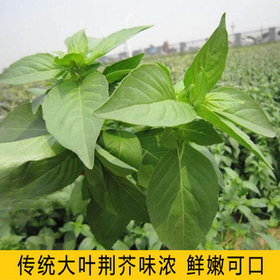 �S�����l68�Nș�ķN�Ӵ��~�G��N��ͥԺ�ļ����N�G���ѻ��N��