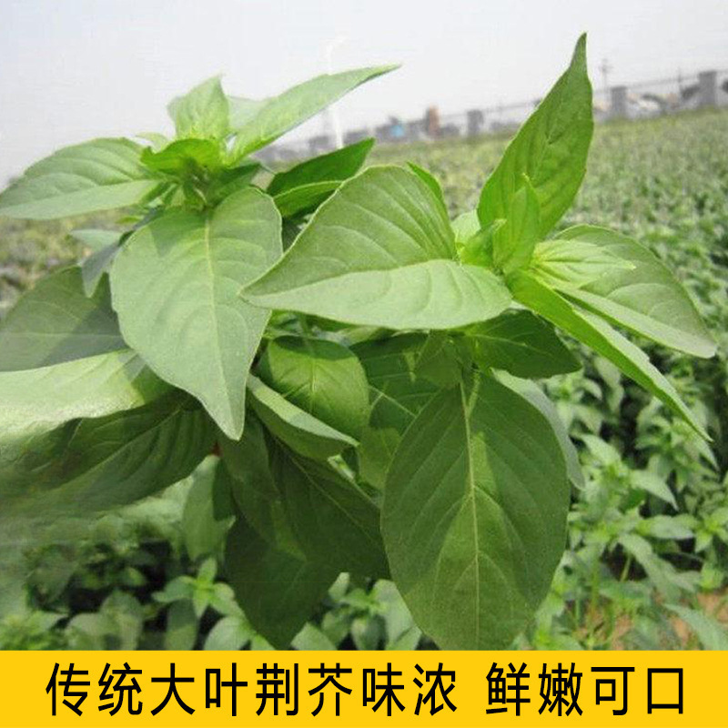 厂家批发68种药材种子大叶荆芥种子庭院四季播种荆芥籽花种子