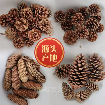 Manual selection of pine cone shooting props kindergarten handmade materials Christmas pine cone pendant Southern Pine fruit local pine