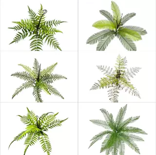 仿真绿植蕨类植物波斯叶 家居婚庆造景装饰植物