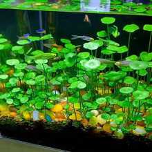 �������B��ֲ���쾰�Gֲˮ���~��ȫ���o����ˮ������̨ˮ���J�ײ�