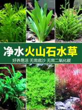 鱼缸造景套餐阴性水榕沉木活体真水草淡水无土植物增氧趴地矮珍珠