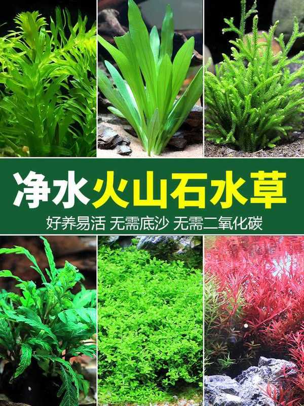 水槽造園パッケージ ネガティブウォーター フィディウム シンウッド ライブリアルウォーター 淡水無土壌植物 酸素化 フロア ローパール|undefined