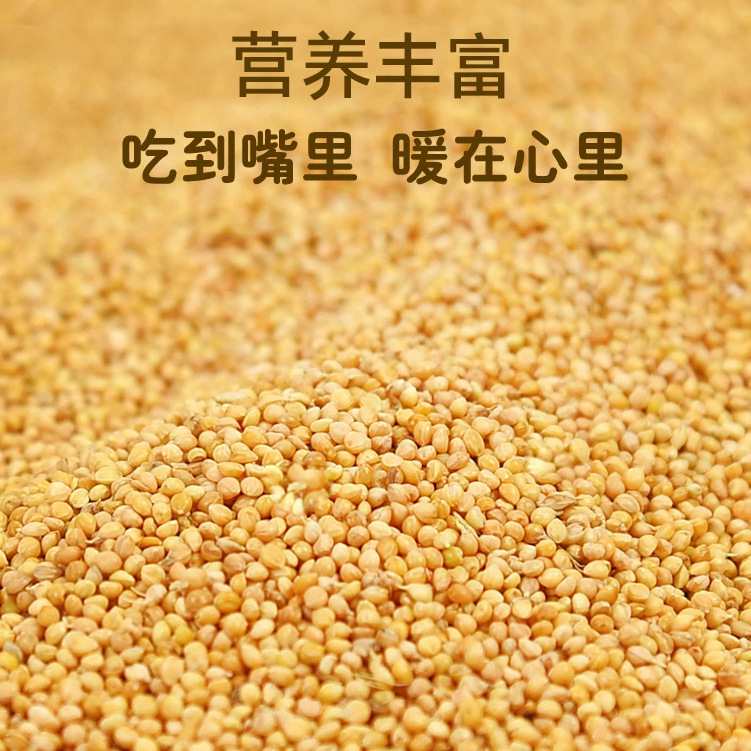 新黄谷子带壳小米虎皮牡丹玄凤中小型鹦鹉文鸟鸟粮鸟食鸟饲料粮食