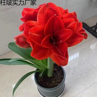 �������_�������m�ذ���피t�N���ļ��_��ֲ���҃����ԑ��˺��B��