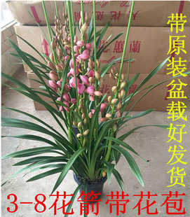 ���l��ޥ�m�m���玧�����k���҃������辰�Gֲ���ܻ��^�m�ϱ���