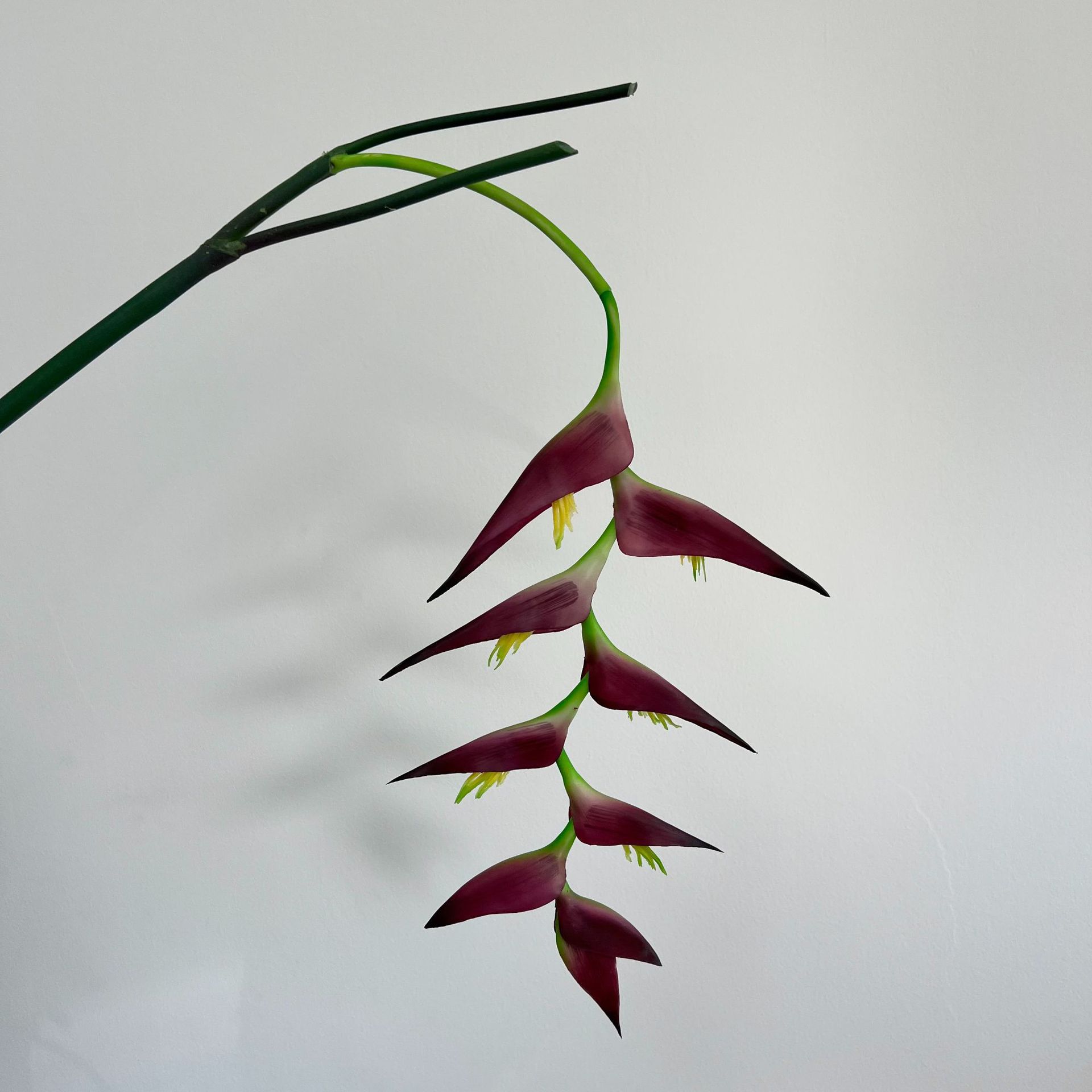 Pájaro colgante púrpura