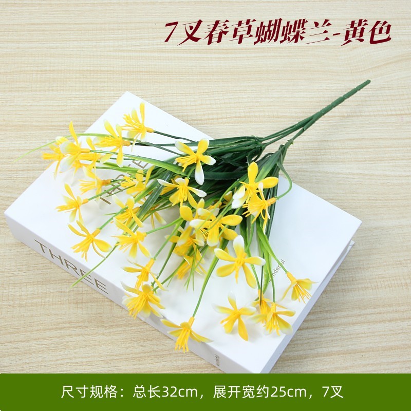Phalaenopsis yellow