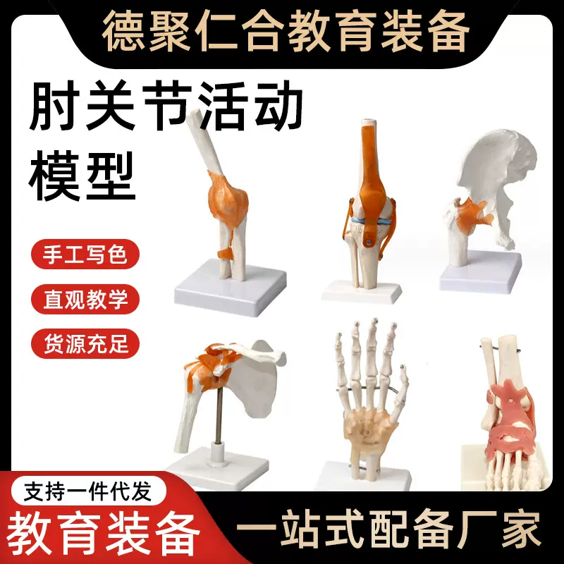 肘关节活动模型33220初中高中生物演示科教仪器教师科教演示