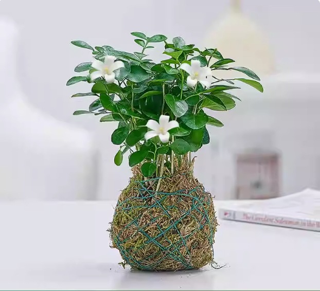 Musgo bola de junio nieve bonsai planta hidropónica acantilado modelado mini micro paisaje plantación verde de mesa interior pequeña maceta image 18