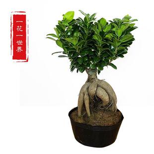 Ginseng Banyan Small-Leaf Banyan Evergreen and Cold-Resistant Banyan Tree Shape Tree Stump Bonsai Seedlings Indoor Zen Potted Green Plants