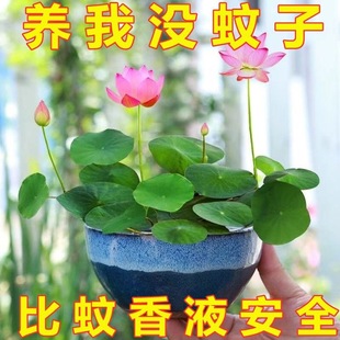 ɏN߲ɫˮ໨ˮBļλɻNɏźGֲˮ