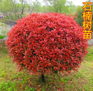 һ�����l�t�~ʯ骴�������tʯ�����С�~�����S����ͥԺ�G����