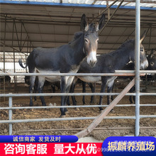 改良肉驴品种那个好 河北周边去哪里买驴苗好 德州驴苗一头
