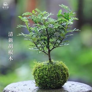 ����ľ����ľС���������k����ˮ��ֲ��̦�\��Gֲ�����՚���ò�