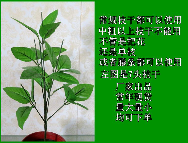 三叉玫瑰叶产品介绍1.jpg