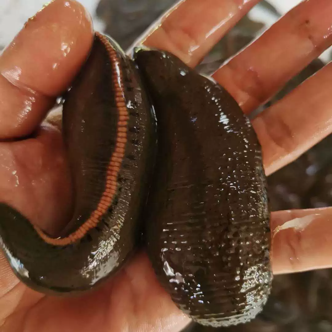 Разведение в живой воде Пиявка Хирудо Пномпень Широкое тело Молодой саженец Пиявка Хирудо Пномпень Пиявка Полная Луна