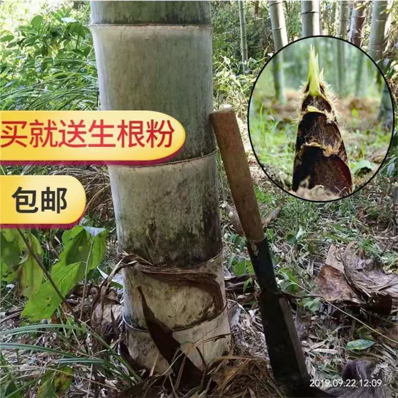 Большой бамбук, крупные виды бамбука, саженцы бамбука, корни бамбука во дворе, побеги бамбука, съедобные круглый год, северные морозостойкие растения фермы.