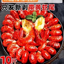 虾尾鲜冻批发鲜活小龙虾无冰衣龙虾尾级大龙虾尾批发10斤整箱