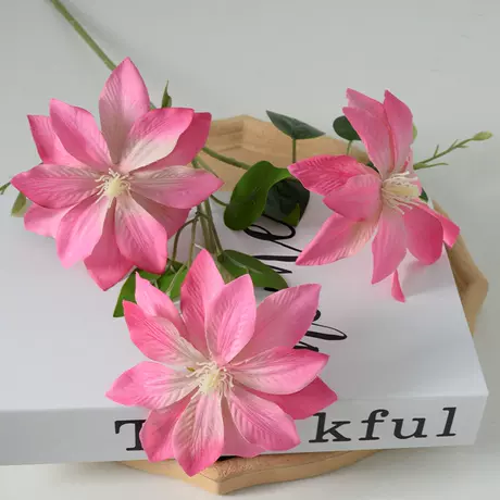 3 clematis pink