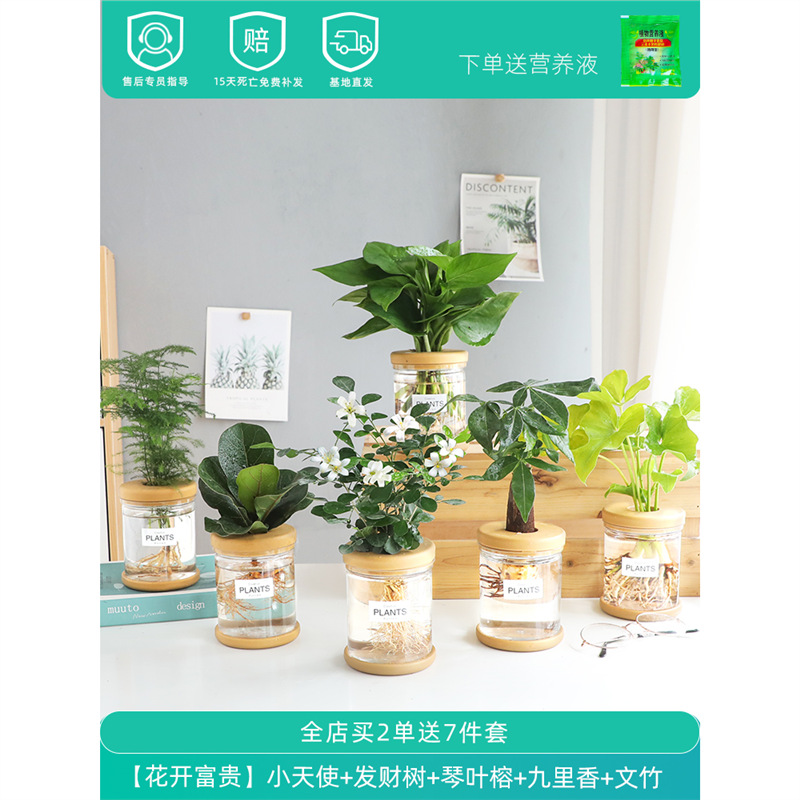 Plantas hidropónicas en maceta de flores de oficina de flores pequeñas plantas verdes en todas las estaciones, fácil de cultivar plantas en maceta de agua suculenta.