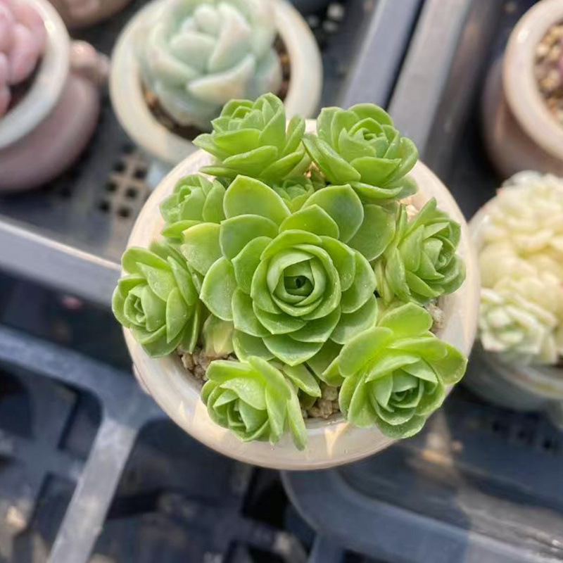 小さな多肉植物、超かわいい、貴重で希少な親指鉢、ミニ鉢植え、鉢付き多肉植物鉢植え、小さな古い支柱|undefined