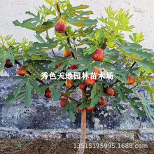 无花果树苗四季特大室内盆栽无花果当年结果庭院南北方种植果树苗