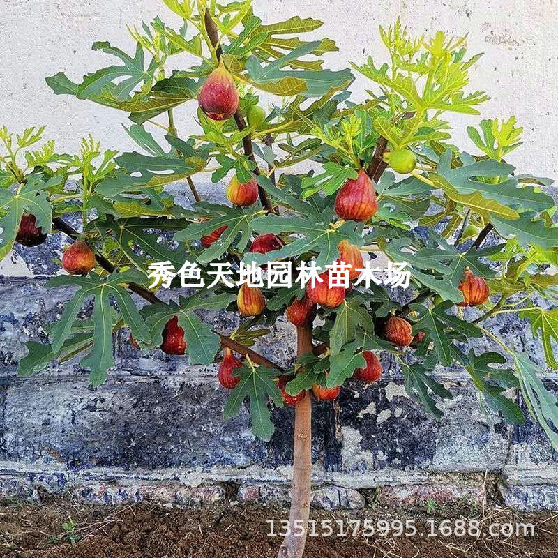 无花果树苗四季特大室内盆栽无花果当年结果庭院南北方种植果树苗