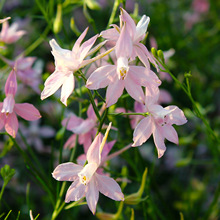 千鸟草种子庭院花盆种植蓝色小飞燕草种子花坛景观花飞鸟花种