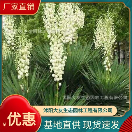 Базовые Оптовые сорта саженцев орхидей Fengwei собственного производства, полный проект живописного ландшафтного дизайна, Зеленые саженцы