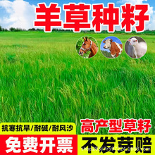 内蒙古羊草种子抗风沙耐盐碱牧草种子牧草工程绿化护坡固土草种子