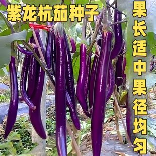 ��Ƥ�L���ѷN�� ����һ̖�L�ѷN���ѷN�Ӿ����߲˷N�Ѻ��ѷN��