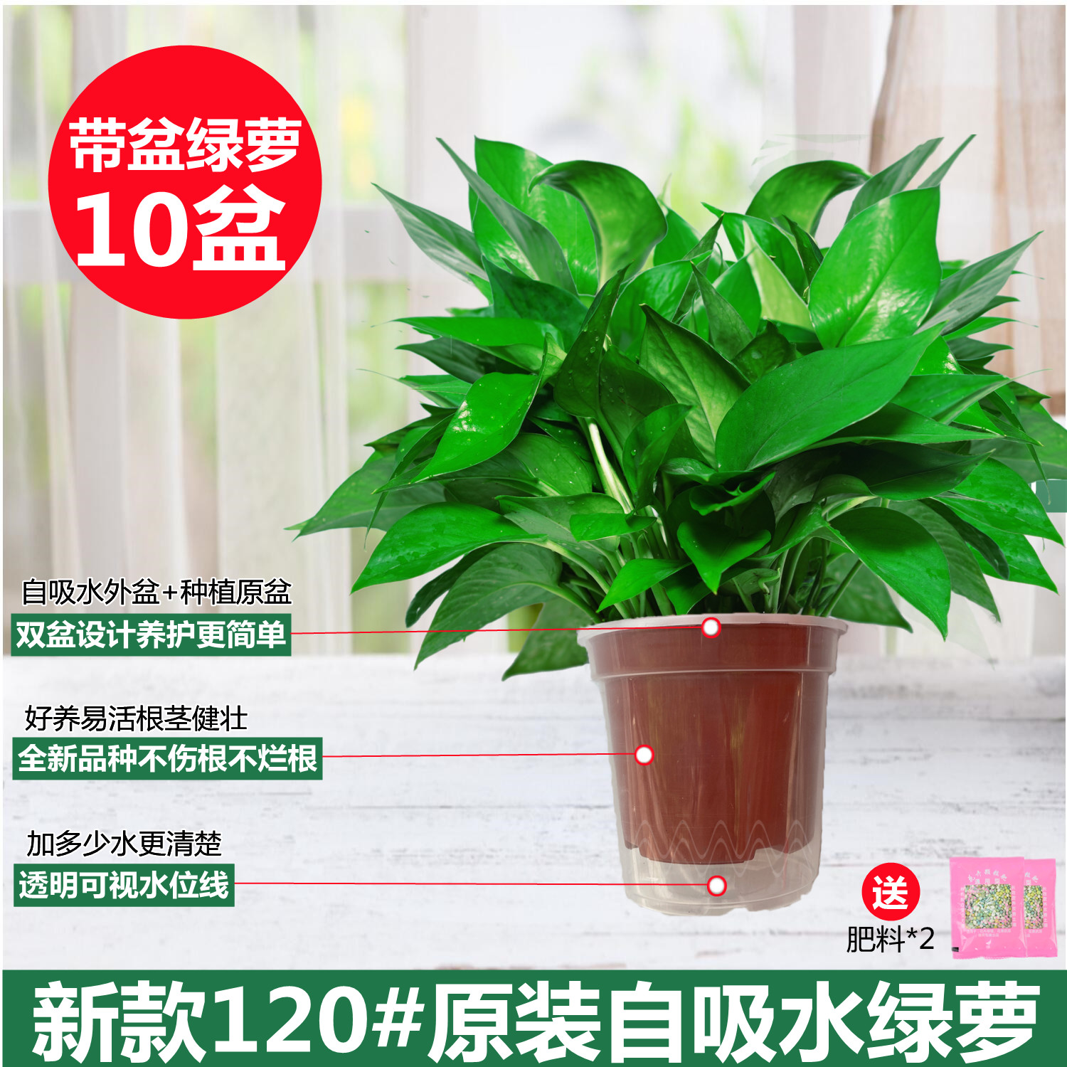 [10개 세면대가 더 경제적입니다] 120 # 오리지널 흡수성 포토스에는 비료 2팩이 포함되어 있습니다.