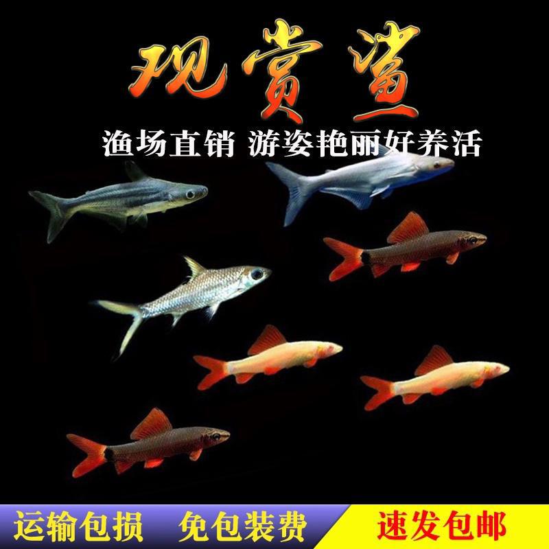 Blue Shark, Rainbow Shark, Goldfish, Algae Remover, Cleaning Fish, Pink Shark, Freshwater Ornamental Shark, Tropical Ornamental Fish, Cleaner Fish