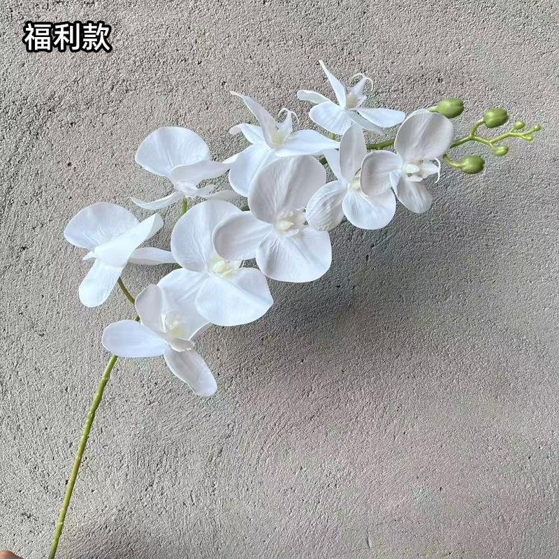 3D Phalaenopsis mới/trắng