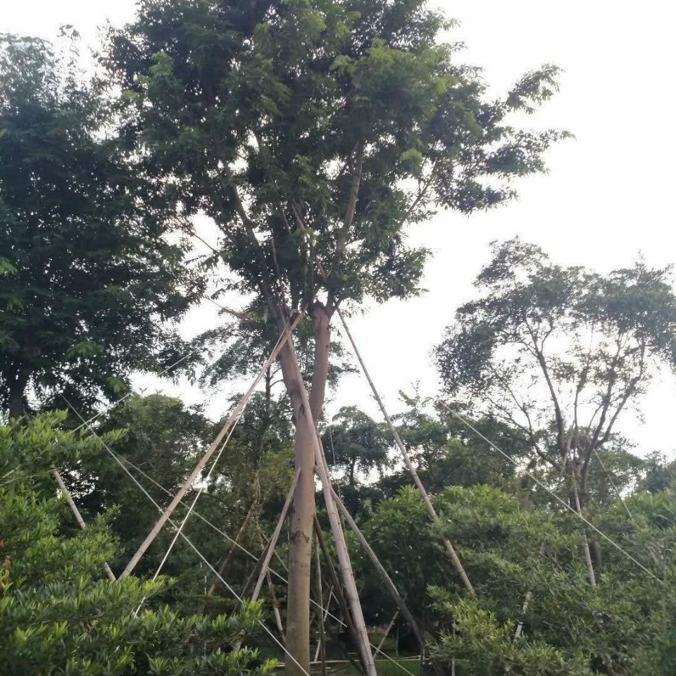 Поставка Yihua 20-25 см искусственных саженцев