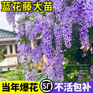 һ�����l���~�{������̩��С�~�m�����S��ٻ����̨ͥԺ�ļ��_��