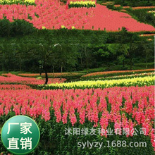 l180NNܽ~ݷNȸļ_ͺL