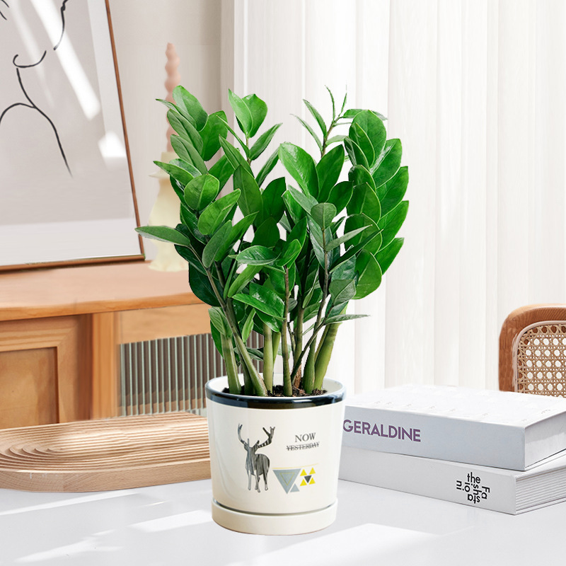 Pohon uang 25-30cm6-8 pohon (pot porselen rusa) pupuk khusus