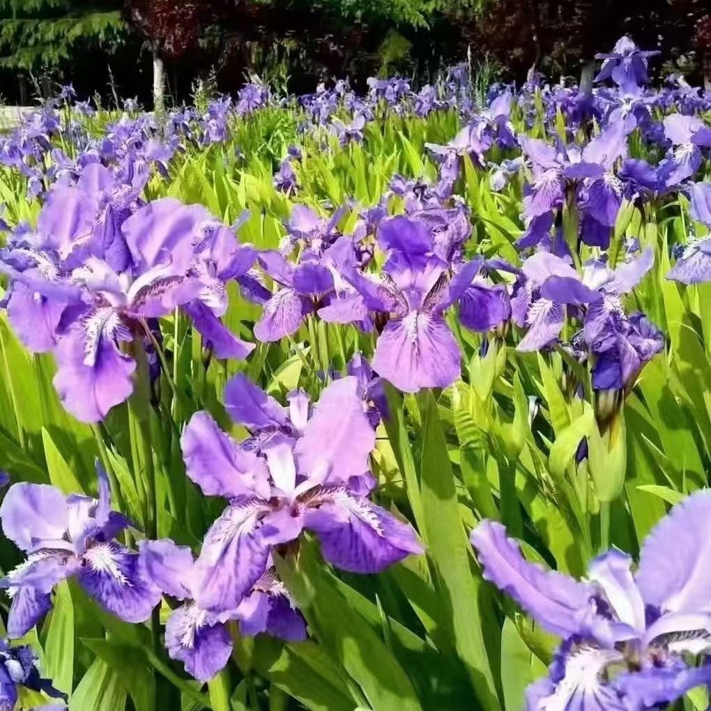 蓝花鸢尾种子庭院耐寒常绿绿植种子易播种鸢尾花种子蝴蝶兰种子