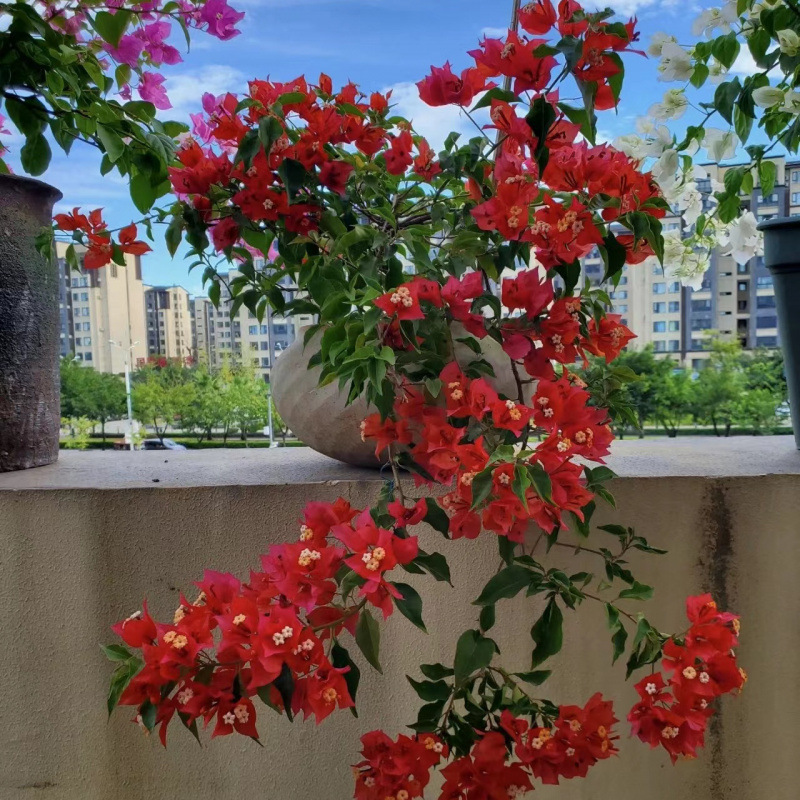 [인터넷 연예인 핫스타일] 드레이핑 차이니즈 레드 (매칭버전)