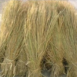 Natural Dried Rice Straw for Making Moldy Tofu, Straw Roof Decoration, Straw Curtain, Straw Rope, and Straw
