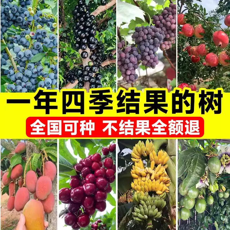 一年四季结果的树车厘子草莓水果树苗盆栽蓝莓榴莲南北方果苗大全