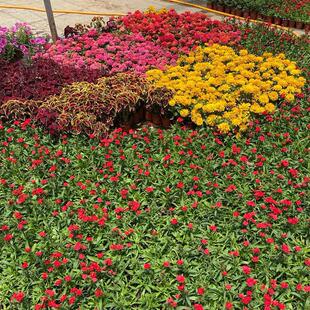 Base Babao Sedum Engineering Seedlings Babao Sedum Large and Small Seedlings Complete Varieties and Specifications Factory Greening