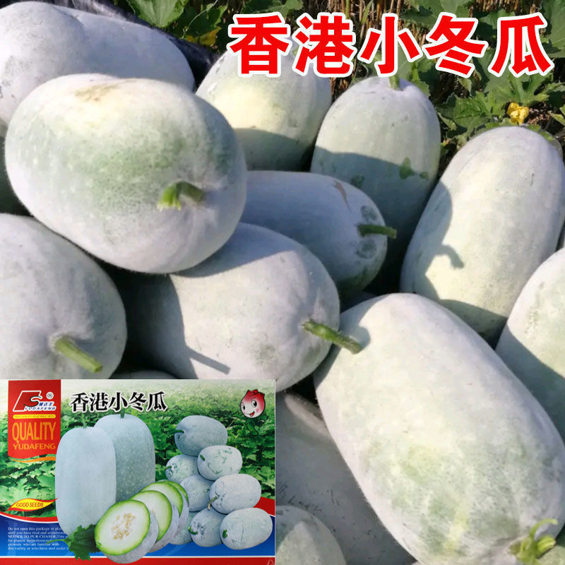 Hong Kong Small Winter Melon Seed Powder Skin Early Maturing Mini Fruit Winter Melon Seedlings Four-Season Melon Seeds Spring and Autum Vegetable Seeds