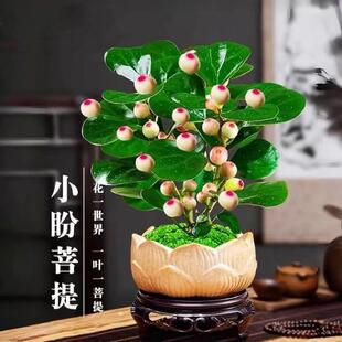Bodhi Bonsai with Fruit, Small Leaf Red Nan Bonsai Tabletop Decoration for Indoor Living Room Green Plant Office Desk