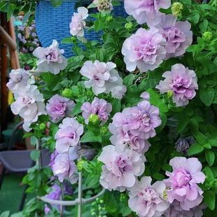 Imported Double-Petaled Petunia Seeds Are Sown in All Seasons and Are Easy to Grow Live Flowers That Bloom Continuously in the Courtyard and Balcony Plant Flower Seeds
