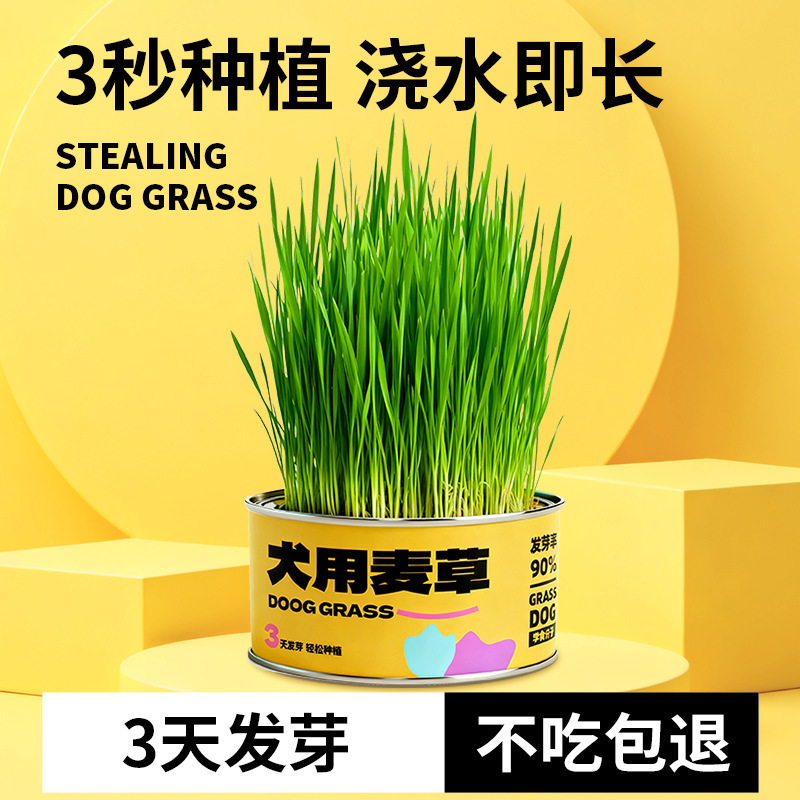 Dog Grass Dog Treats, Wheat Grass for Dogs, Edible Grass for Dogs, Cat Grass, Soilless Dog Grass, Dog Grass Cup, Cat Treats Dog Grass Dog Treats, Wheat Grass for Dogs, Edible Grass for Dogs, Cat Grass, Soilless Dog Grass, Dog Grass Cup, Cat Treats