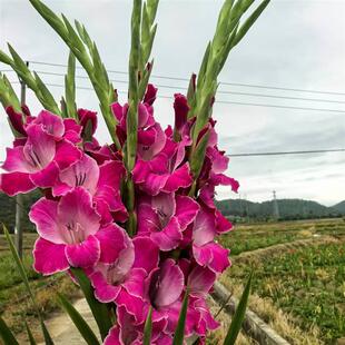 3 Bulbs of Gladiolus, Imported from the Netherlands, Flowers for Indoor Courtyard Green Plants for All Seasons