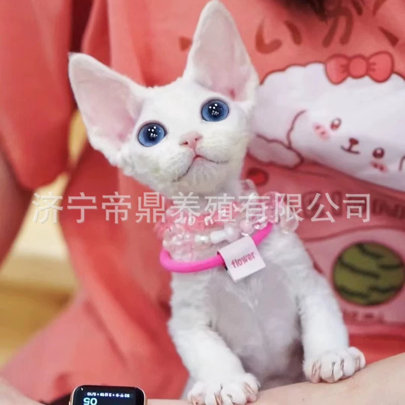 Живой чисто-белый кот Девон, котенок, живой чисто-белый голубоглазый кудрявый кот Девон, живой питомник чистокровных Девонов